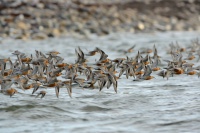 Jespak rezavy - Calidris canutus - Red Knot 2462